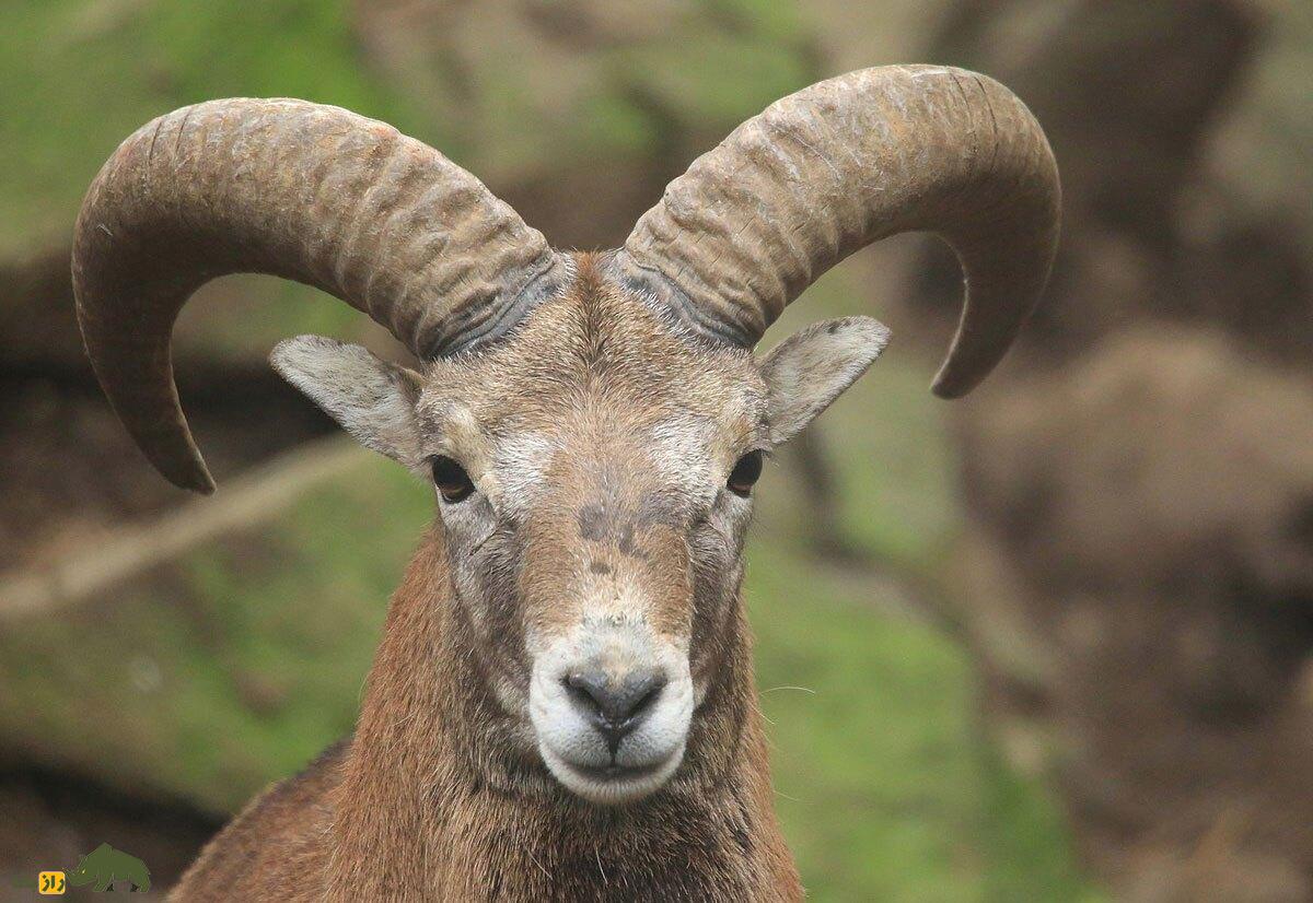 «موفلون»؛ این گوسفند اصفهانی پدربزرگ همه گوسفندان جهان است! «موفلون»؛ این گوسفند اصفهانی پدربزرگ همه گوسفندان جهان است!