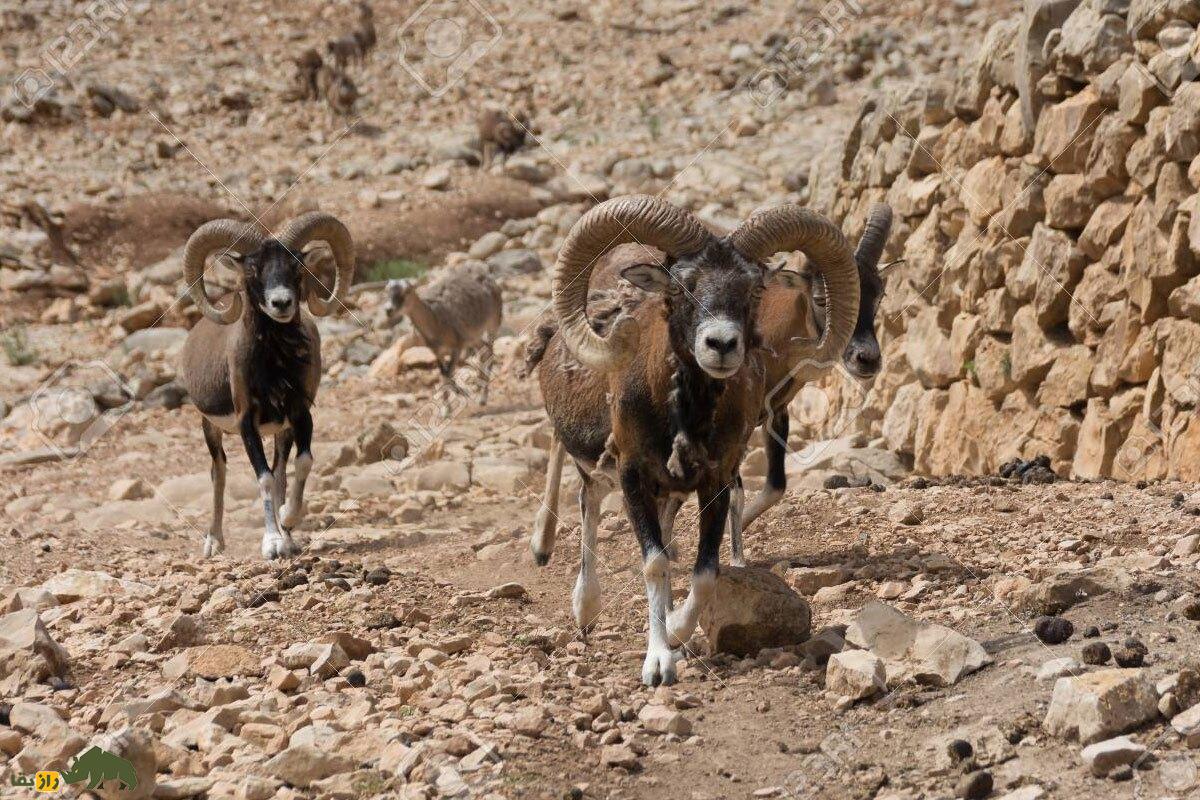 «موفلون»؛ این گوسفند اصفهانی پدربزرگ همه گوسفندان جهان است! «موفلون»؛ این گوسفند اصفهانی پدربزرگ همه گوسفندان جهان است!