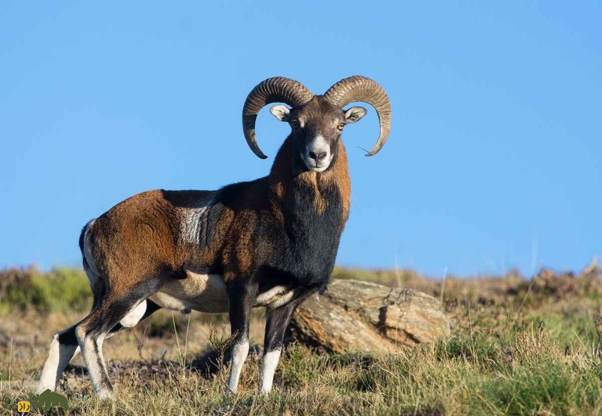 «موفلون»؛ این گوسفند اصفهانی پدربزرگ همه گوسفندان جهان است! «موفلون»؛ این گوسفند اصفهانی پدربزرگ همه گوسفندان جهان است!