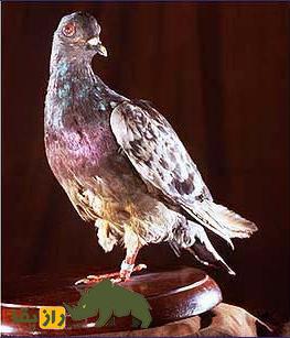 کبوتر «چِر آمی»؛ کبوتر نظامی معروف به «دوست خوب» که قهرمان جنگ جهانی اول بود