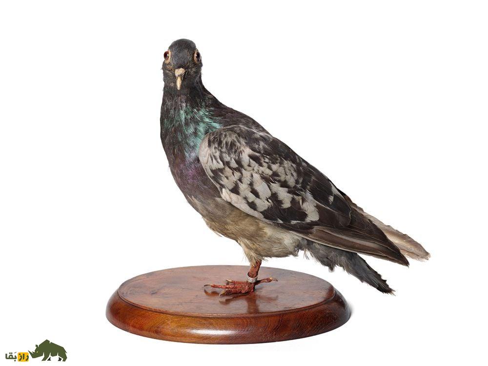 کبوتر «چِر آمی»؛ کبوتر نظامی معروف به «دوست خوب» که قهرمان جنگ جهانی اول بود