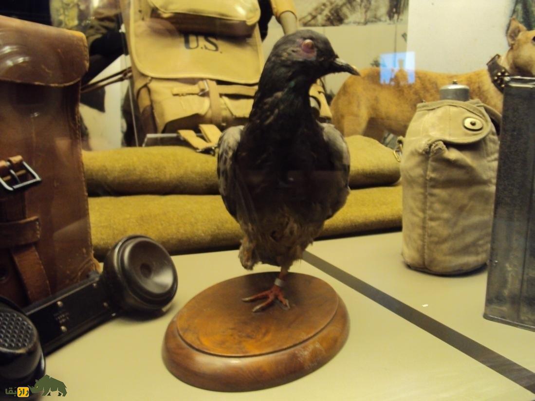 کبوتر «چِر آمی»؛ کبوتر نظامی معروف به «دوست خوب» که قهرمان جنگ جهانی اول بود