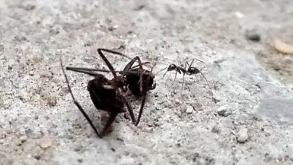 مورچههایی که با قطع پای مورچهای دیگر، جان او را نجات میدهند مورچههایی که با قطع پای مورچهای دیگر، جان او را نجات میدهند