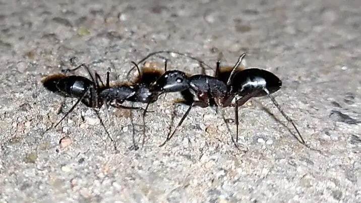 مورچههایی که با قطع پای مورچهای دیگر، جان او را نجات میدهند مورچههایی که با قطع پای مورچهای دیگر، جان او را نجات میدهند