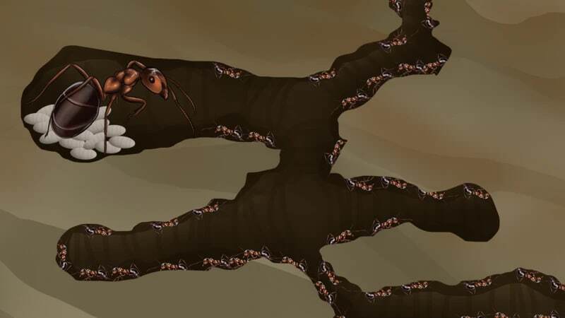 مورچههایی که با قطع پای مورچهای دیگر، جان او را نجات میدهند مورچههایی که با قطع پای مورچهای دیگر، جان او را نجات میدهند