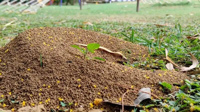 مورچههایی که با قطع پای مورچهای دیگر، جان او را نجات میدهند مورچههایی که با قطع پای مورچهای دیگر، جان او را نجات میدهند