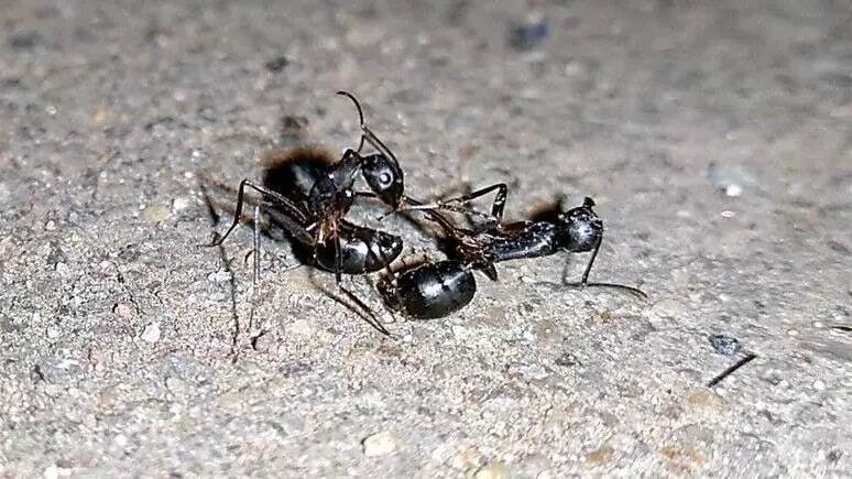 مورچههایی که با قطع پای مورچهای دیگر، جان او را نجات میدهند مورچههایی که با قطع پای مورچهای دیگر، جان او را نجات میدهند