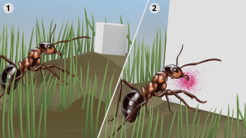 مورچههایی که با قطع پای مورچهای دیگر، جان او را نجات میدهند مورچههایی که با قطع پای مورچهای دیگر، جان او را نجات میدهند