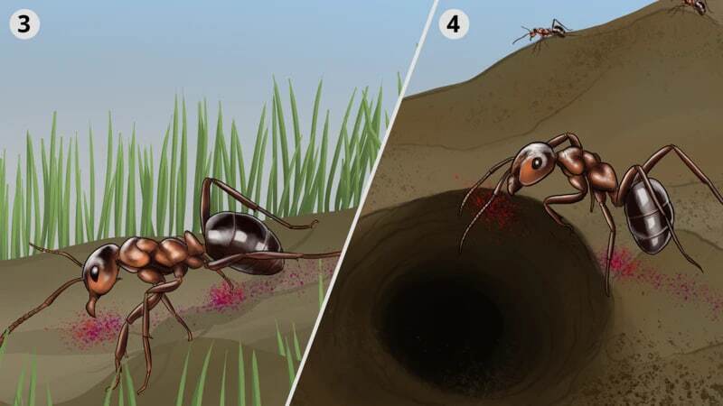 مورچههایی که با قطع پای مورچهای دیگر، جان او را نجات میدهند مورچههایی که با قطع پای مورچهای دیگر، جان او را نجات میدهند