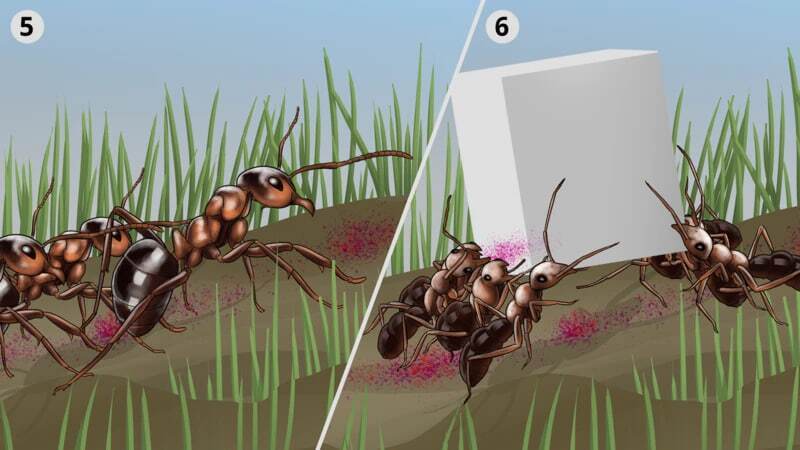 مورچههایی که با قطع پای مورچهای دیگر، جان او را نجات میدهند مورچههایی که با قطع پای مورچهای دیگر، جان او را نجات میدهند