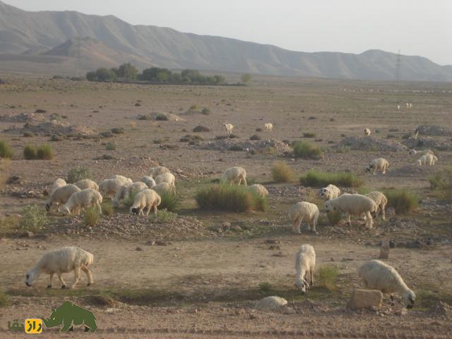 گوسفند وزیری؛ گوسفند کوچکی معروف به «تورقوزی» که بهترین غذای جنگجویان طالبان بود