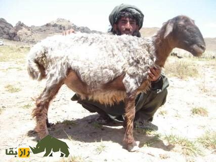 گوسفند وزیری؛ گوسفند پشمی معروف به «تورقوزی» که مردم فقیر وزیرستان را نجات داد