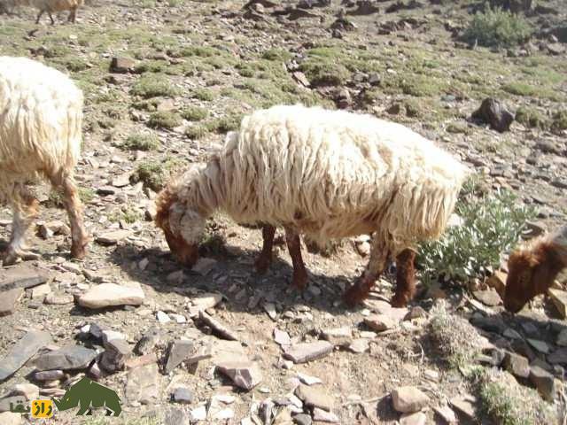 گوسفند وزیری؛ گوسفند پشمی معروف به «تورقوزی» که مردم فقیر وزیرستان را نجات داد