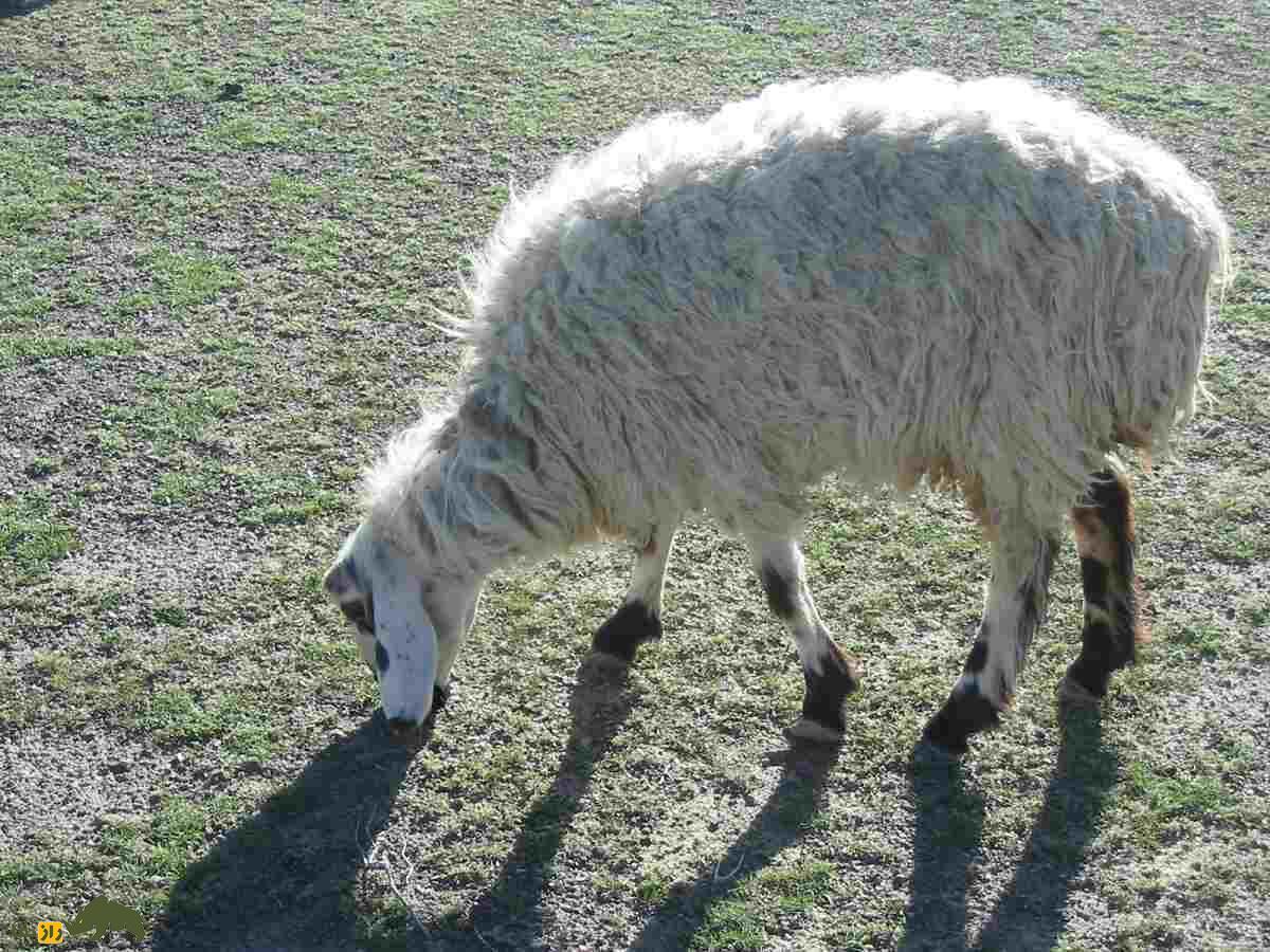 گوسفند وزیری؛ گوسفند پشمی معروف به «تورقوزی» که مردم فقیر وزیرستان را نجات داد