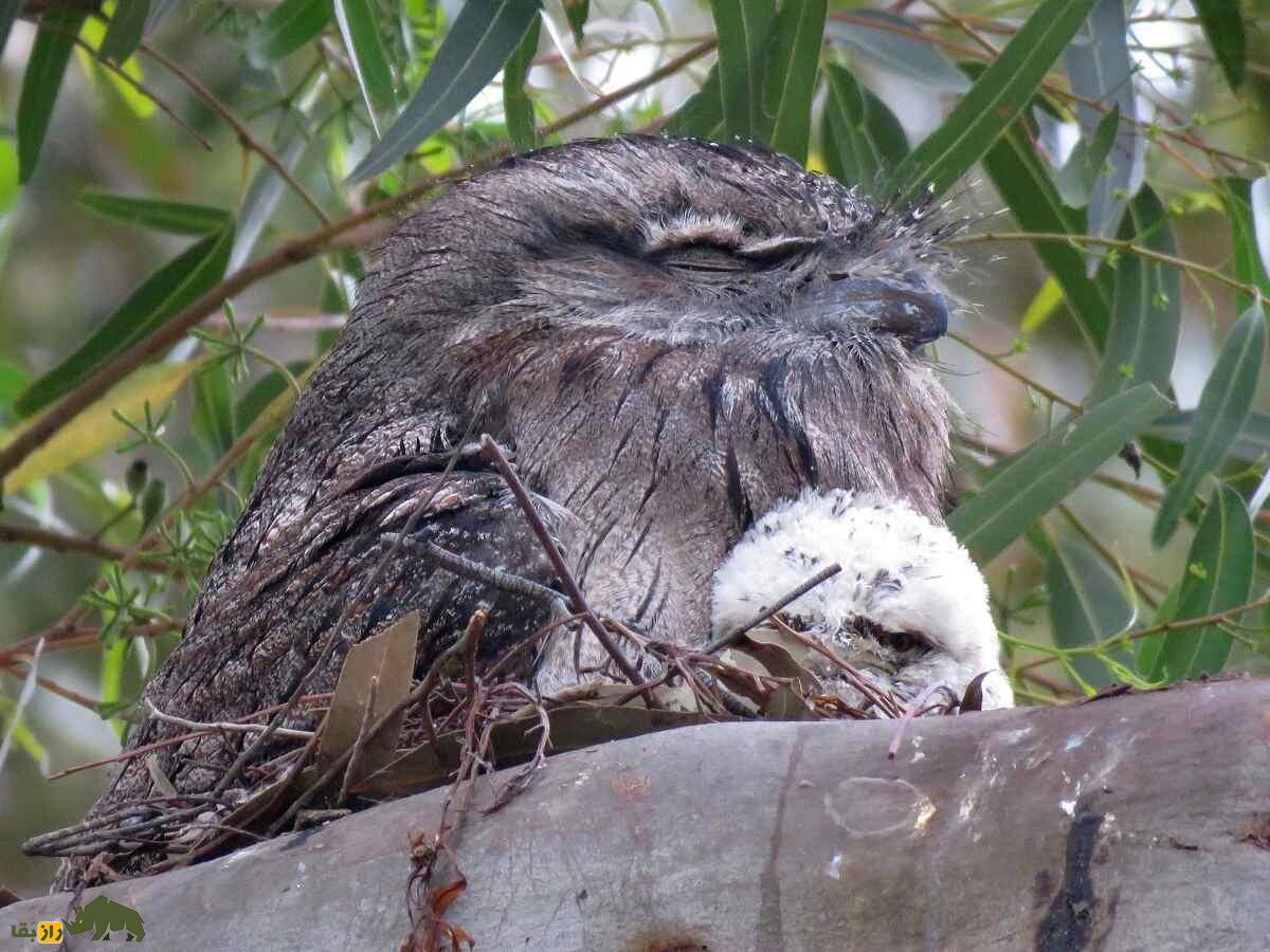 دهان‌قورباغه‌ای خرمایی؛ پرنده‌ای که قیافه‌اش شبیه درخت ۱۰۰۰ ساله است و چند ساعت می‌میرد تا چهار ماه زنده بماند