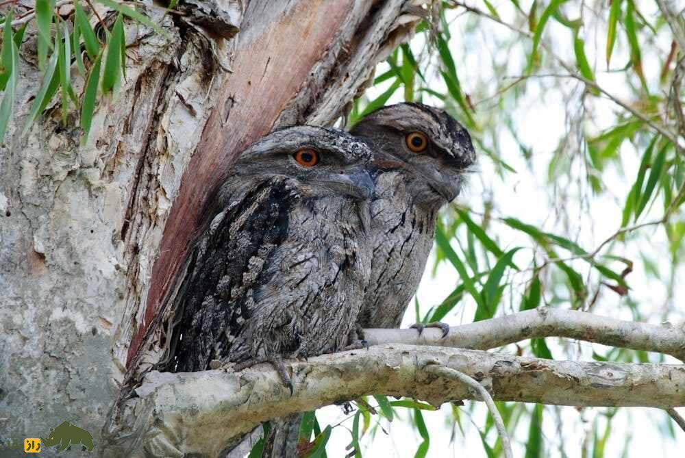 دهان‌قورباغه‌ای خرمایی؛ پرنده‌ای که قیافه‌اش شبیه درخت ۱۰۰۰ ساله است و چند ساعت می‌میرد تا چهار ماه زنده بماند