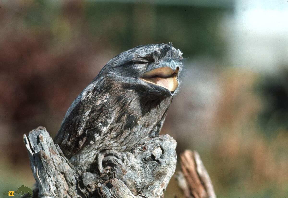 دهان‌قورباغه‌ای خرمایی؛ پرنده‌ای که قیافه‌اش شبیه درخت ۱۰۰۰ ساله است و چند ساعت می‌میرد تا چهار ماه زنده بماند