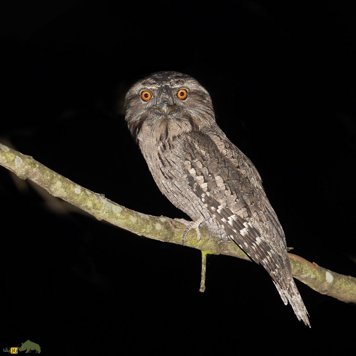 دهان‌قورباغه‌ای خرمایی؛ پرنده‌ای که قیافه‌اش شبیه درخت ۱۰۰۰ ساله است و چند ساعت می‌میرد تا چهار ماه زنده بماند