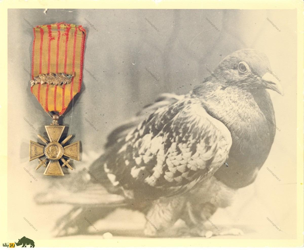 کبوتر «چِر آمی»؛ کبوتر یک پا معروف به «دوست خوب» که قهرمان جنگ جهانی شد