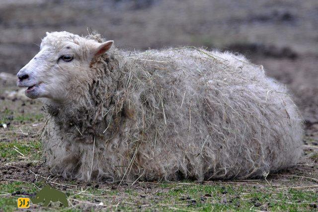 گوسفند خز دالا؛ گوسفند سوئدی که بهترین نژاد گوسفند در اروپای شمالی است گوسفند خز دالا؛ گوسفند سوئدی که بهترین نژاد گوسفند در اروپای شمالی است