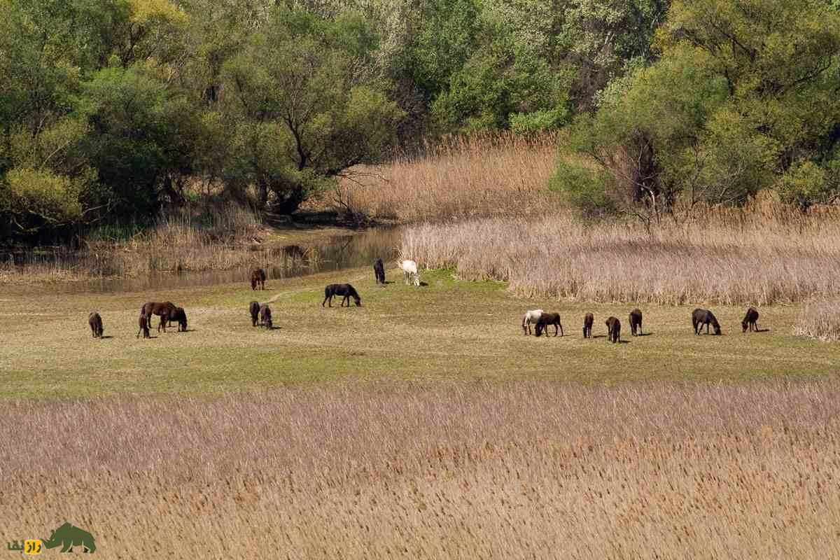 اسب آکسیوس؛ اسب یونانی مشهوری که گردشگران برای دیدنش لحظه‌شماری می‌کنند