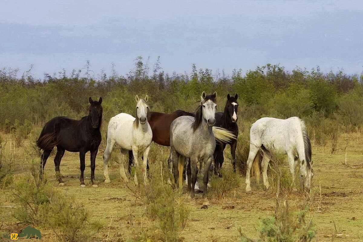 اسب آکسیوس؛ اسب یونانی مشهوری که گردشگران برای دیدنش لحظه‌شماری می‌کنند