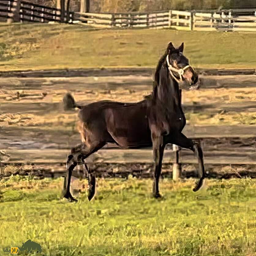 اسب آکسیوس؛ اسب یونانی مشهوری که گردشگران برای دیدنش لحظه‌شماری می‌کنند