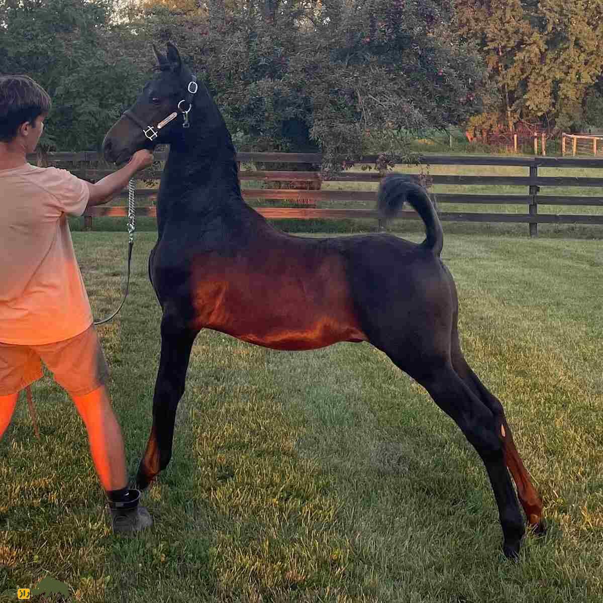 اسب آکسیوس؛ اسب یونانی مشهوری که گردشگران برای دیدنش لحظه‌شماری می‌کنند