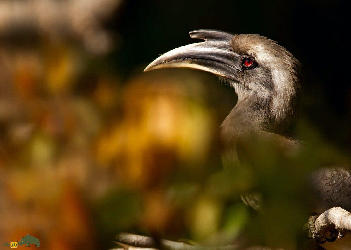 شاخ‌نوک هندی؛ پرنده عجیبی که جفتش را حبس می‌کند تا با دیگران جفت‌گیری نکند