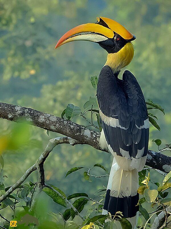 شاخ‌نوک هندی؛ پرنده عجیبی که جفتش را حبس می‌کند تا با دیگران جفت‌گیری نکند
