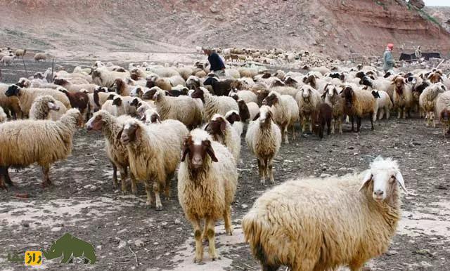 گوسفند سنگسری؛ گوسفند پرطرفدار در ایران که بزرگترین کوچنده جهان است