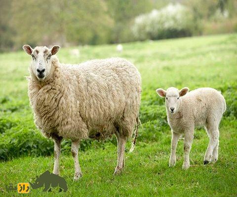 گوسفند سنگسری؛ گوسفند پرطرفدار در ایران که بزرگترین کوچنده جهان است