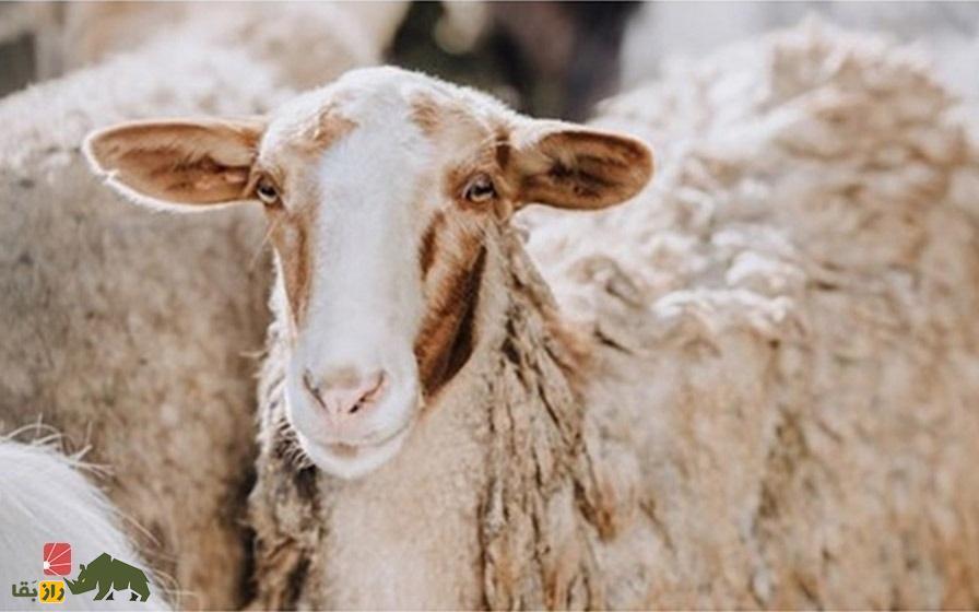 گوسفند سنگسری سفید رنگ