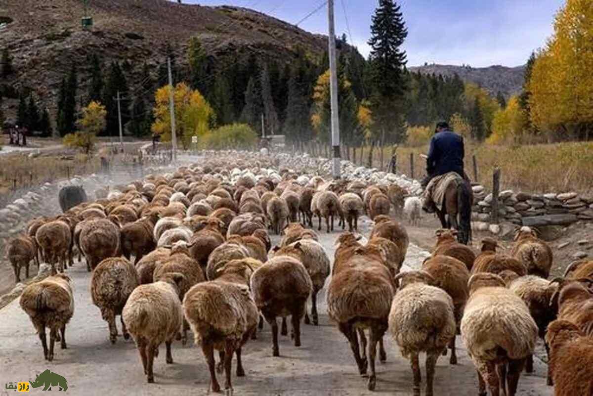 گله گوسفند سنگسری با چوپان