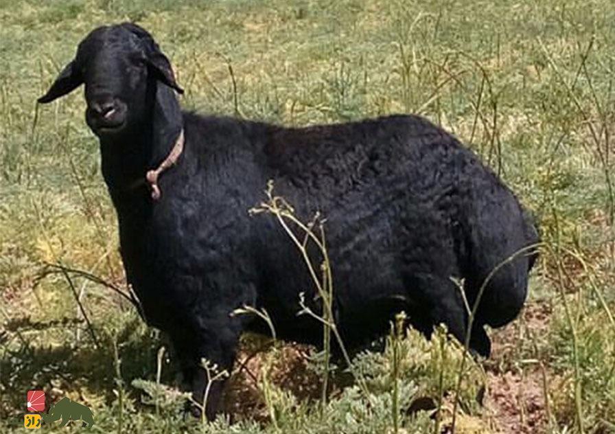 گوسفند سنگسری سیاه رنگ در میان چمن ها