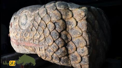 مار ۱۳۰۰ کیلوگرمی پس از زلزله از زیر زمین بیرون آمد!