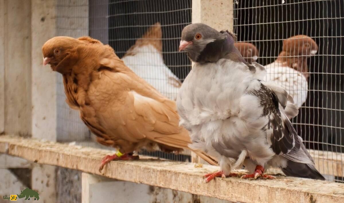 کبوتر جغد چینی؛ کبوتری شبیه دراکولا که عجیب‌ترین پَر در میان کبوتران را دارد