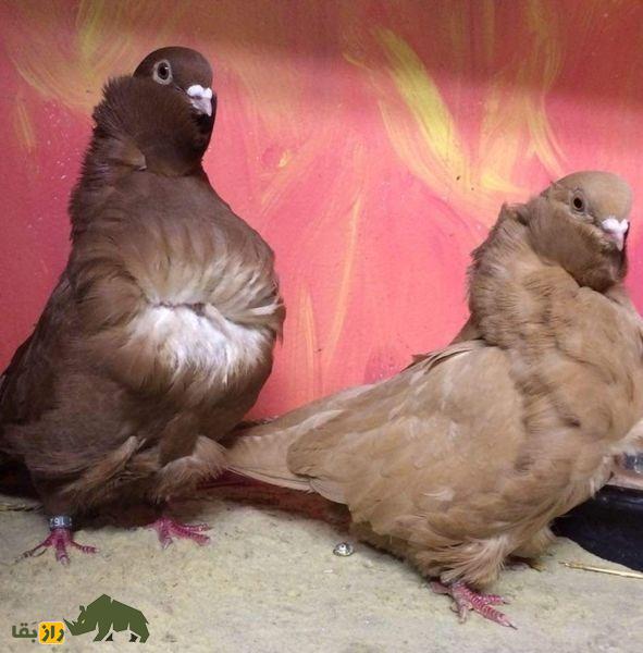 کبوتر جغد چینی؛ کبوتری بسیار عجیب با پر‌های فرفری که شبیه دراکولاست