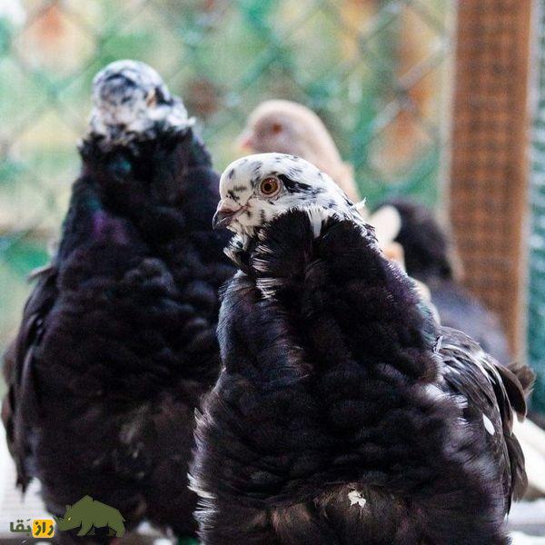 کبوتر جغد چینی؛ کبوتری بسیار عجیب با پر‌های فرفری که شبیه دراکولاست