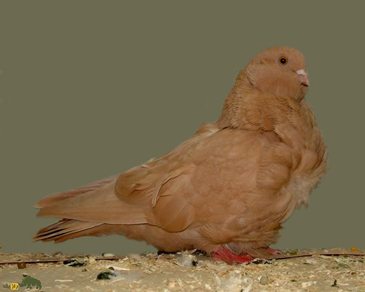 کبوتر جغد چینی؛ کبوتری بسیار عجیب با پر‌های فرفری که شبیه دراکولاست