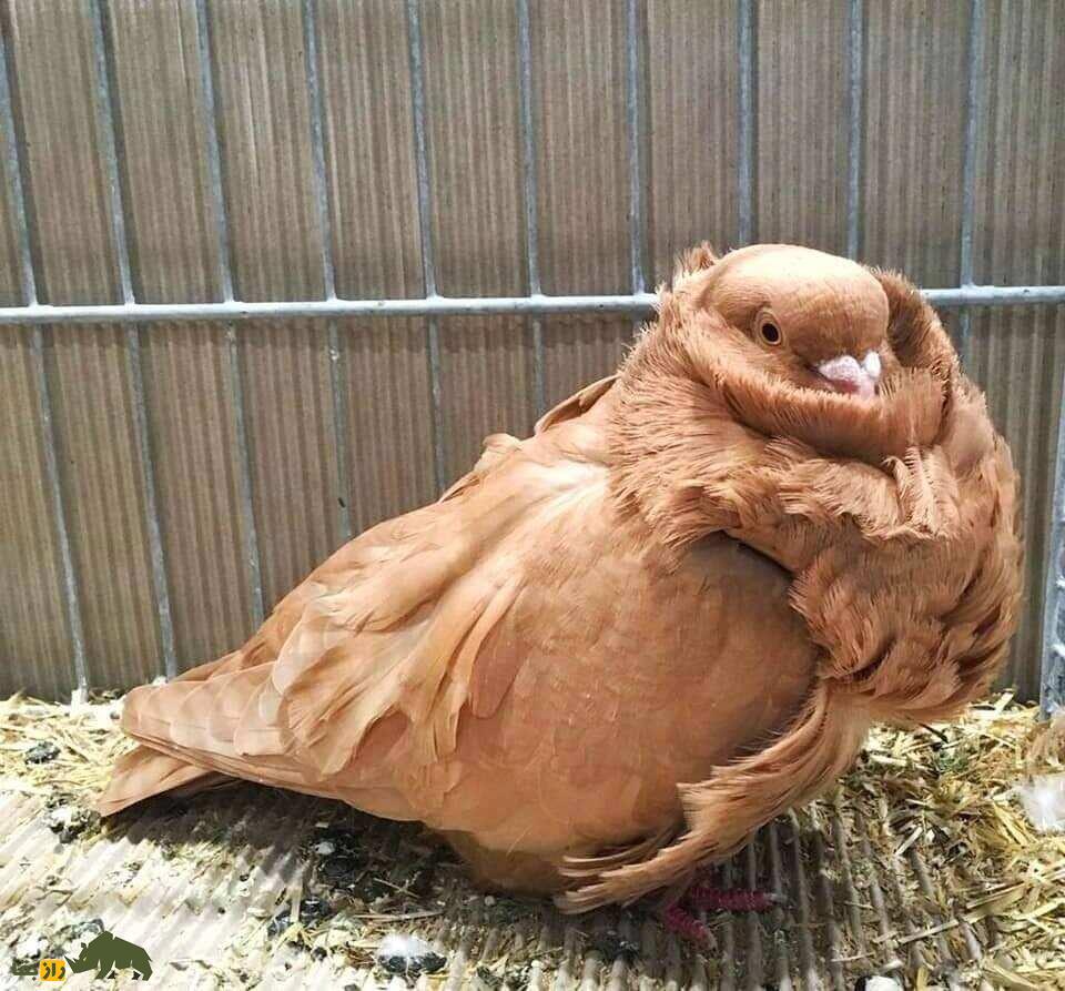 کبوتر جغد چینی؛ کبوتری بسیار عجیب با پر‌های فرفری که شبیه دراکولاست