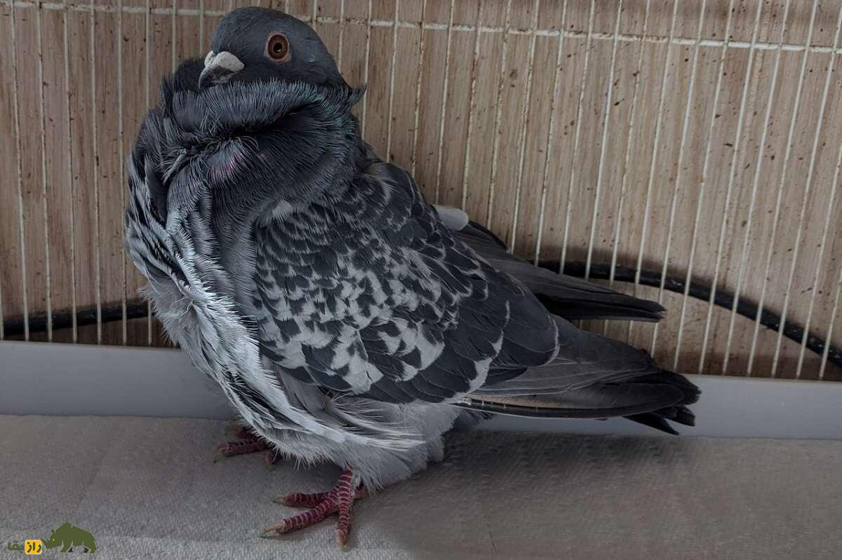 کبوتر جغد چینی؛ کبوتری بسیار عجیب با پر‌های فرفری که شبیه دراکولاست
