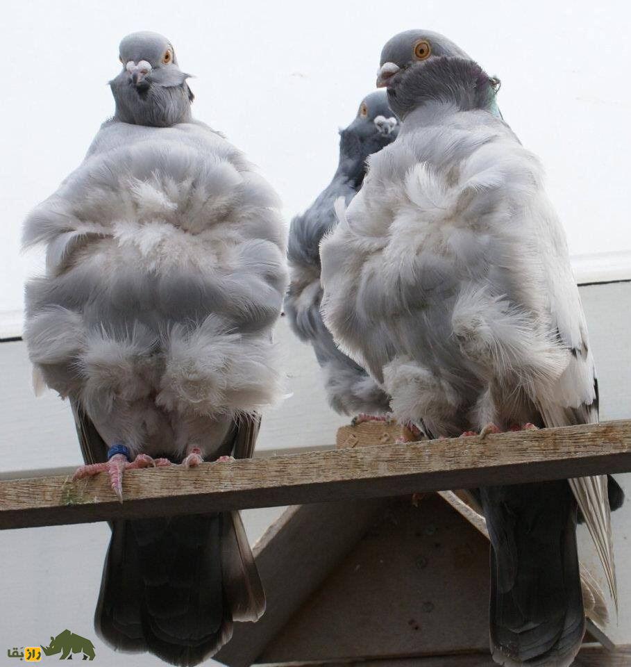 کبوتر جغد چینی؛ کبوتری بسیار عجیب با پر‌های فرفری که شبیه دراکولاست