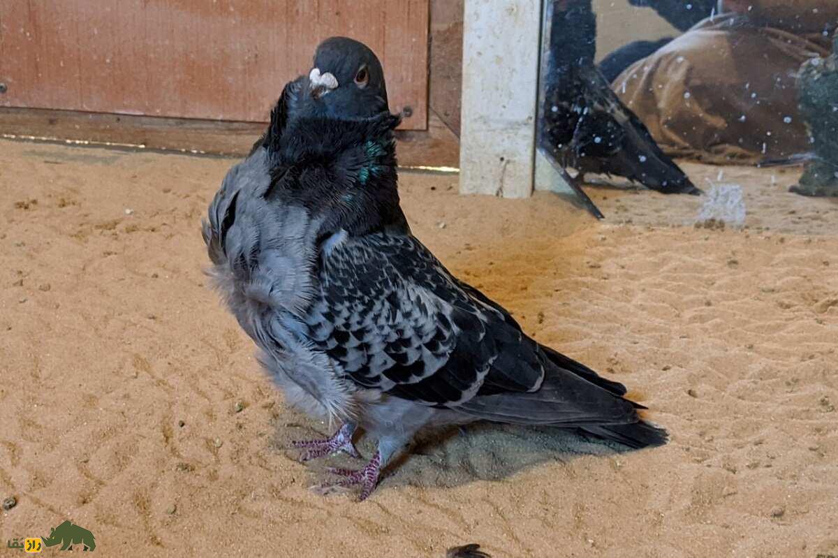کبوتر جغد چینی؛ کبوتری بسیار عجیب با پر‌های فرفری که شبیه دراکولاست