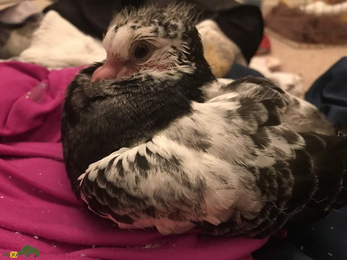 کبوتر جغد چینی؛ کبوتری بسیار عجیب با پر‌های فرفری که شبیه دراکولاست