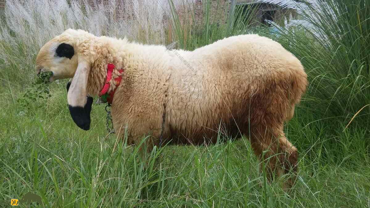 گوسفند کاجلا؛ گوسفند ۱۰۰ کیلویی که زیباترین گوسفند پاکستان است