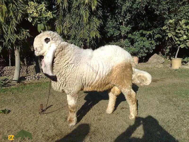 گوسفند کاجلا پاکستانی