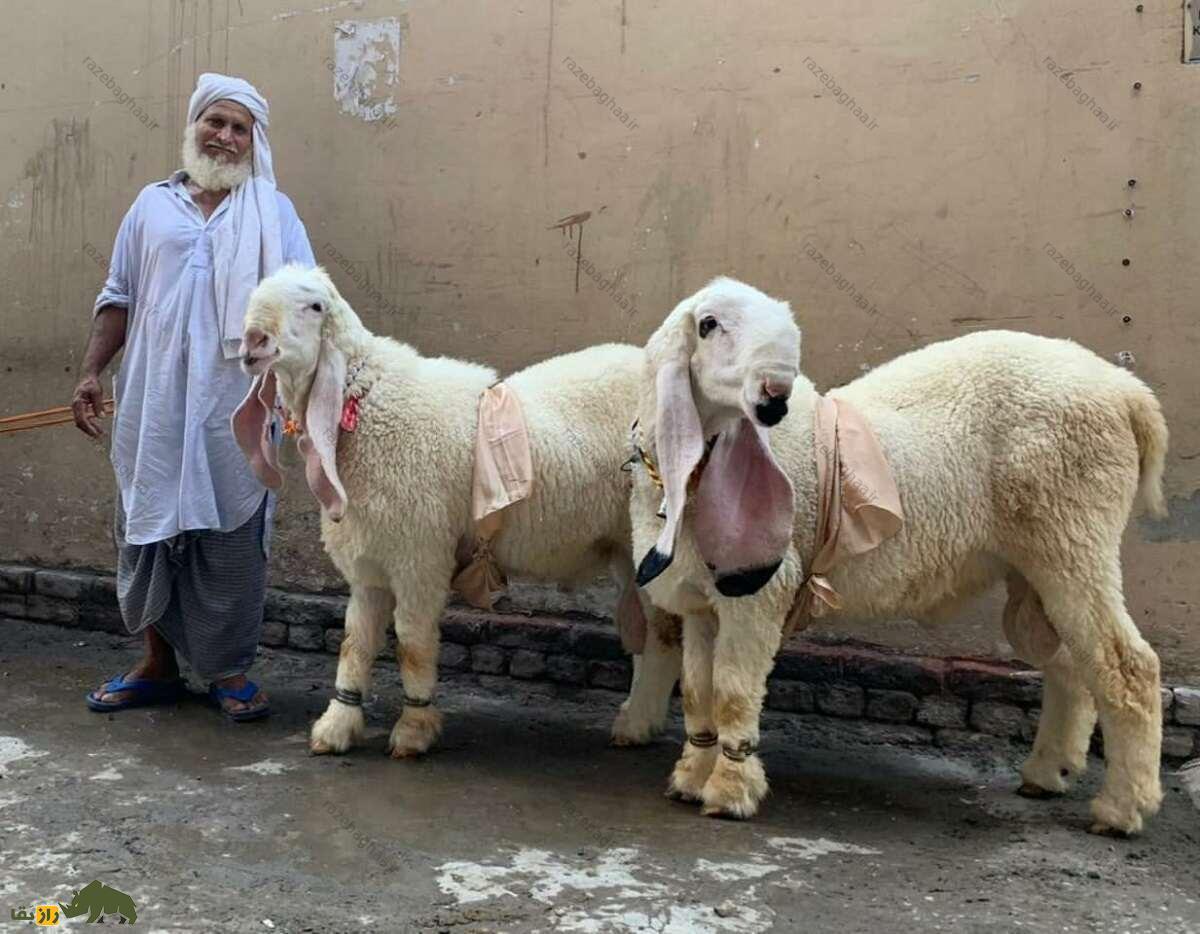 گوسفند کاجلا؛ گوسفند ۱۰۰ کیلویی که زیباترین گوسفند پاکستان است