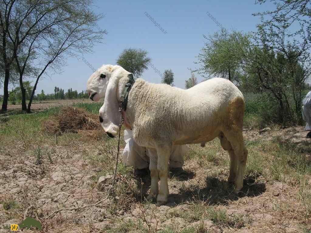 گوسفند کاجلا؛ گوسفند ۱۰۰ کیلویی که زیباترین گوسفند پاکستان است