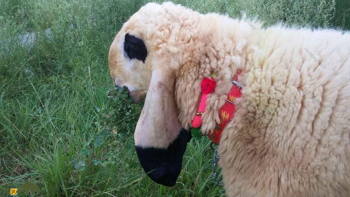 گوسفند کاجلا؛ گوسفند ۱۰۰ کیلویی که زیباترین گوسفند پاکستان است